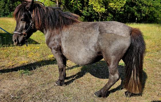 Pony Isar