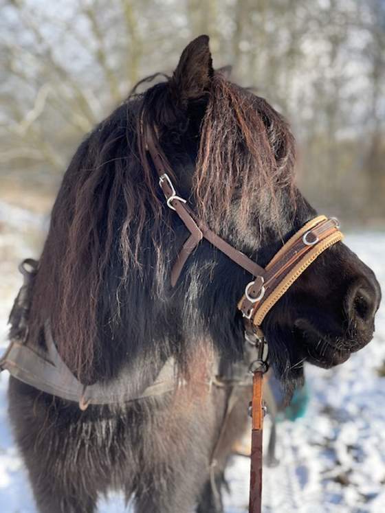 Pony Hakira