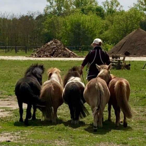 Ponysausritt