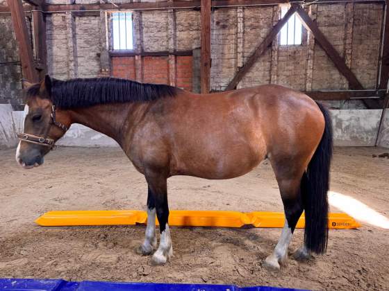 Pony Anna