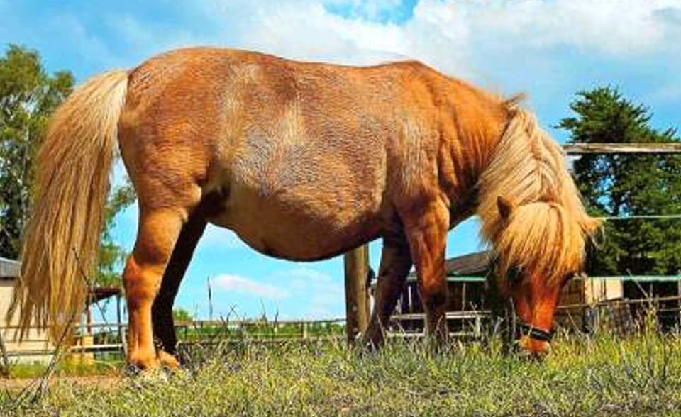 Pony Diva