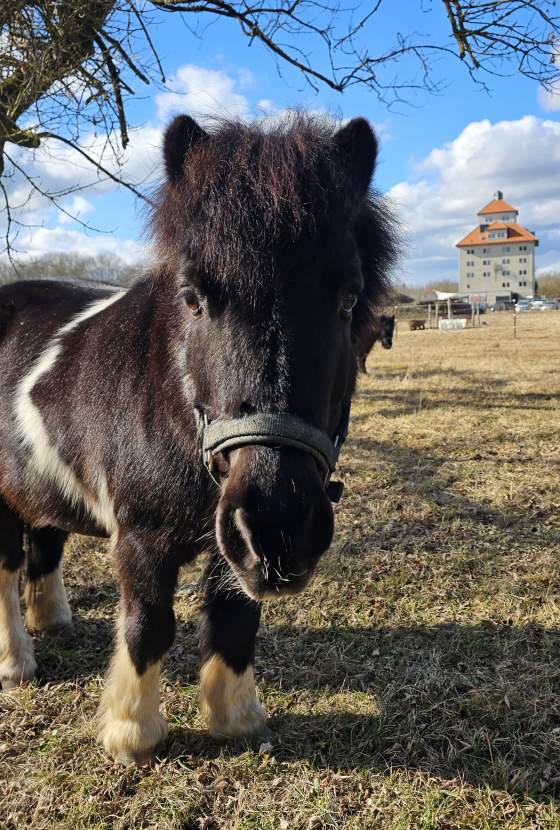 Pony Hakira