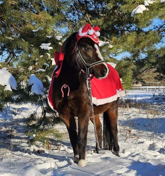 Pony Mary