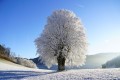 Dezember